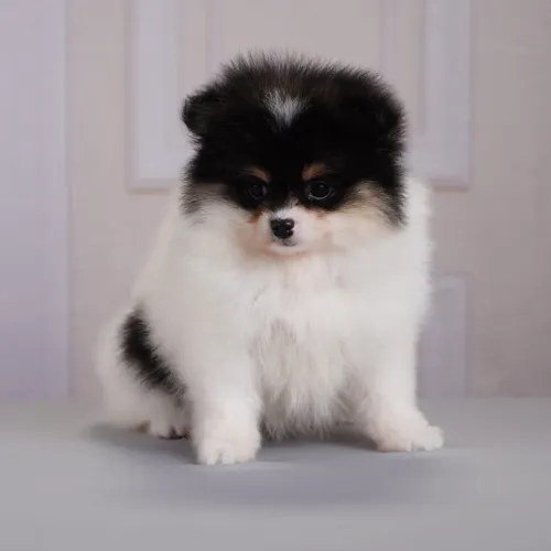 Filhotes de Spitz Alemão Anão (Lulu da Pomerânia) - Padrão Ursinho