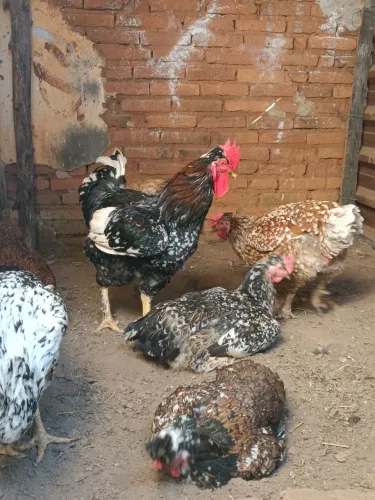 Pintinhos GSB