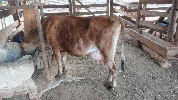 Vacas Jersey