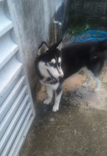 Husky siberiano fêmea 