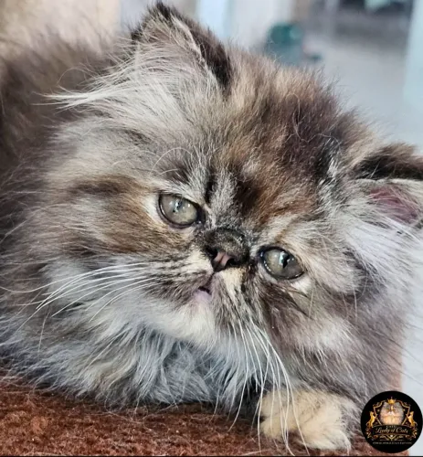 Gata persa fêmea