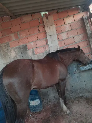 Vende se