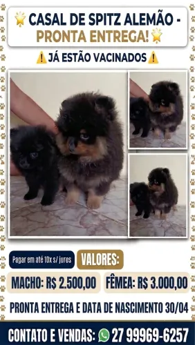 Casal de spitz alemão 