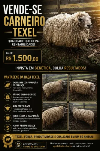 Vendo Carneiro Reprodutor Texel