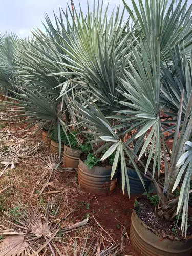 Palmeira azul direto da produção atacado e varejo