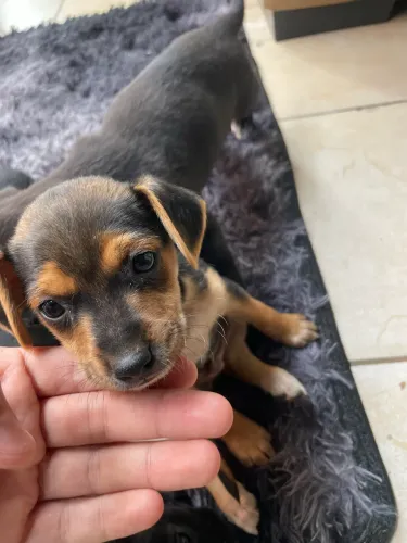ADOÇÃO RESPONSÁVEL: Filhote lindo à procura de um lar!