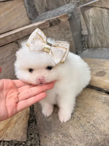 Lulu da pomerania