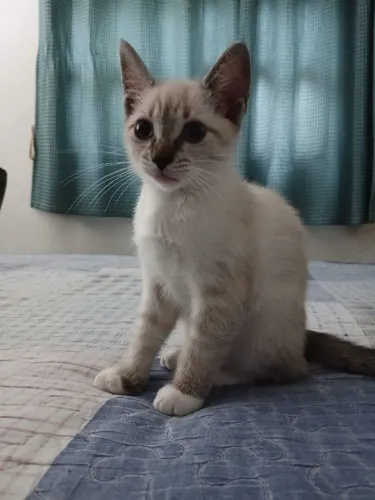 Gatinha para doação