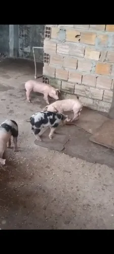 Vende-se filhote de porco de raça pura