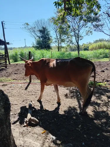 Vendo vaca