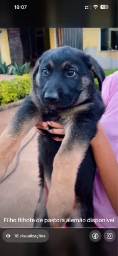 Cachorro pastor alemão 