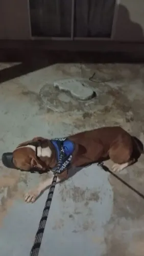 Vende-se Pitbull