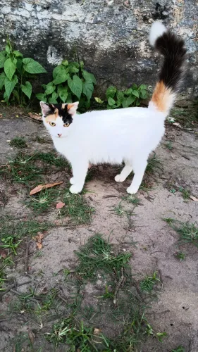 Gatos