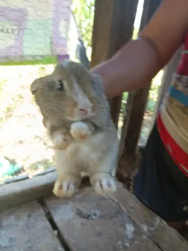 Coelho Comum Macho