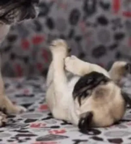Pug Confira esse filhotinho de perto