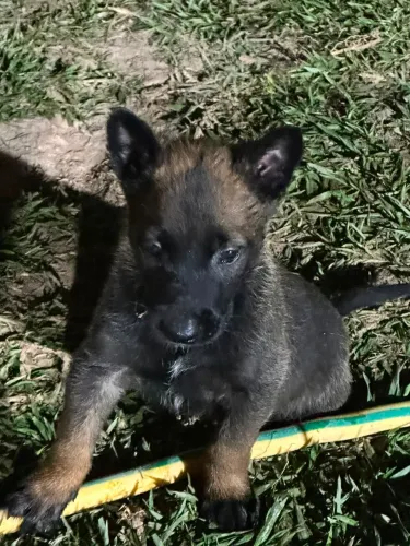 Filhote pastor belga Malinois