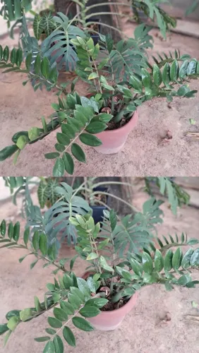 Planta