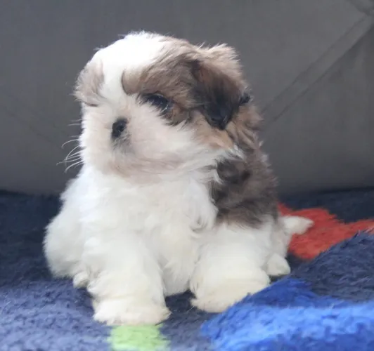 Lindos filhotes de shihtzu