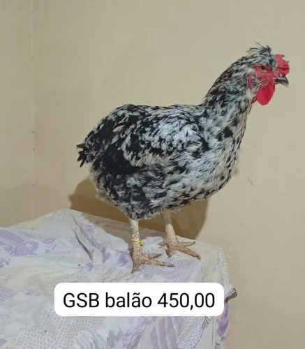 Promoção pintinhos gsb balão disponível 