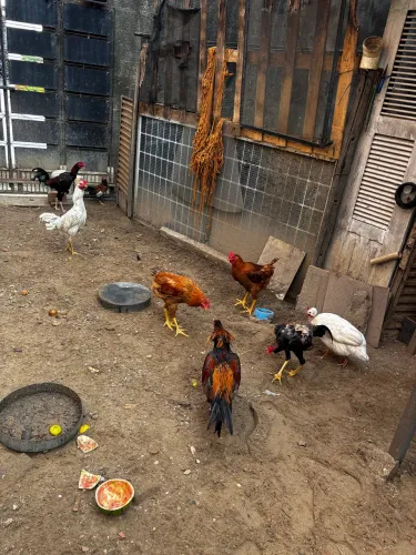 Galos galinhas e patos caipiras.