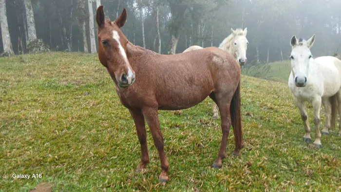 Egua a venda