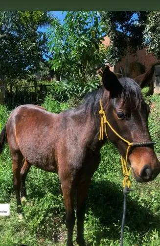 Égua mineira top