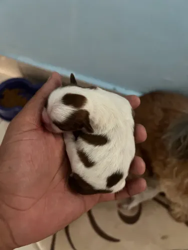 Lindo filhote de Shitzu 