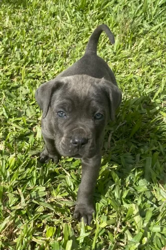Cane corso 90 dias