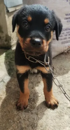 Filhote de rottweiler