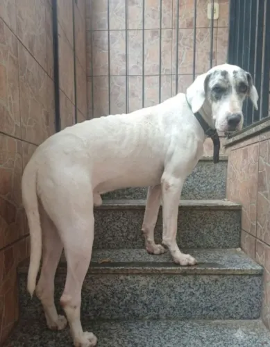 Dogue Alemão ou Dinamarques Macho 7 meses Castrado