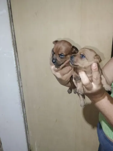 Filhotes de Pinscher Nº 1 - disponíveis 