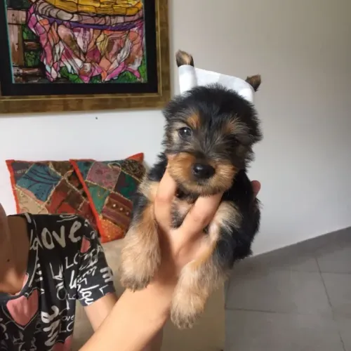 Yorkshire Terrier,Yorkshire Terrier Filhote Muito Amoroso e Dócil