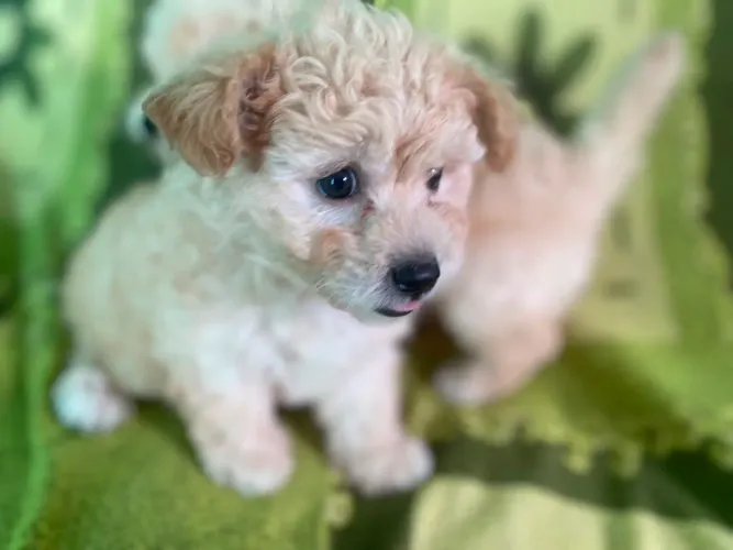 Filhote de poodle  fêmea!!