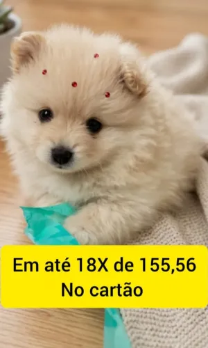 Spitz alemão fêmea cor creme