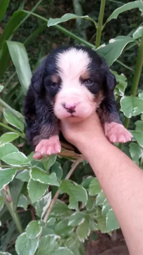  Bernese Mountain Dog - Filhote Gigante Gentil Disponível