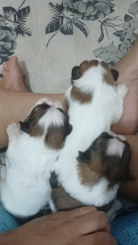 Cachorros