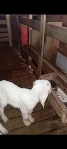 Cabrito