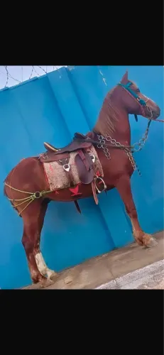 cavalo