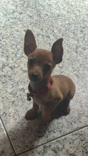 Lindo filhote de Pinscher 0 caramelo com garantia raridade de encontrar!