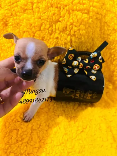 Lindo machinho de pinscher 