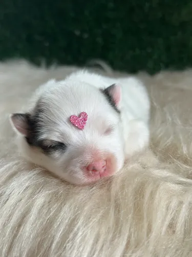 Lulu da Pomerania anão
