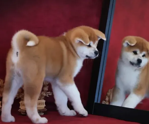 Akita Inu,Akita Inu Filhote Saudável Excelente Companhia