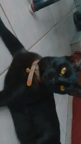 Gata Castrada para doação