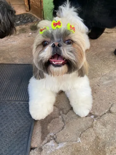Doação de Shih-tzu femea