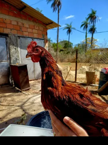 FRANGO RHODE ISLAND RED PURO de alto padrão
