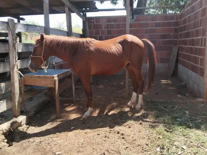 Potro a venda 1 ano e 8 meses pai mangalarga mãe criola