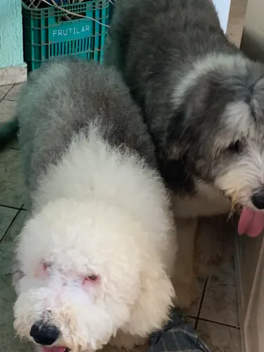 Casal de Old English SheepDog para Doação