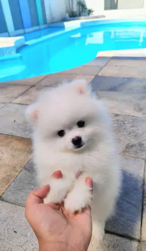 Fêmea anãozinha Lulu da Pomerânia mais fofa