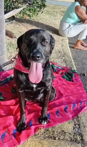 Filhote machinho de Labrador puro 
