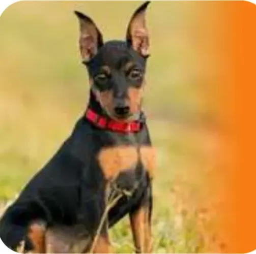 Procuro Pinscher Macho